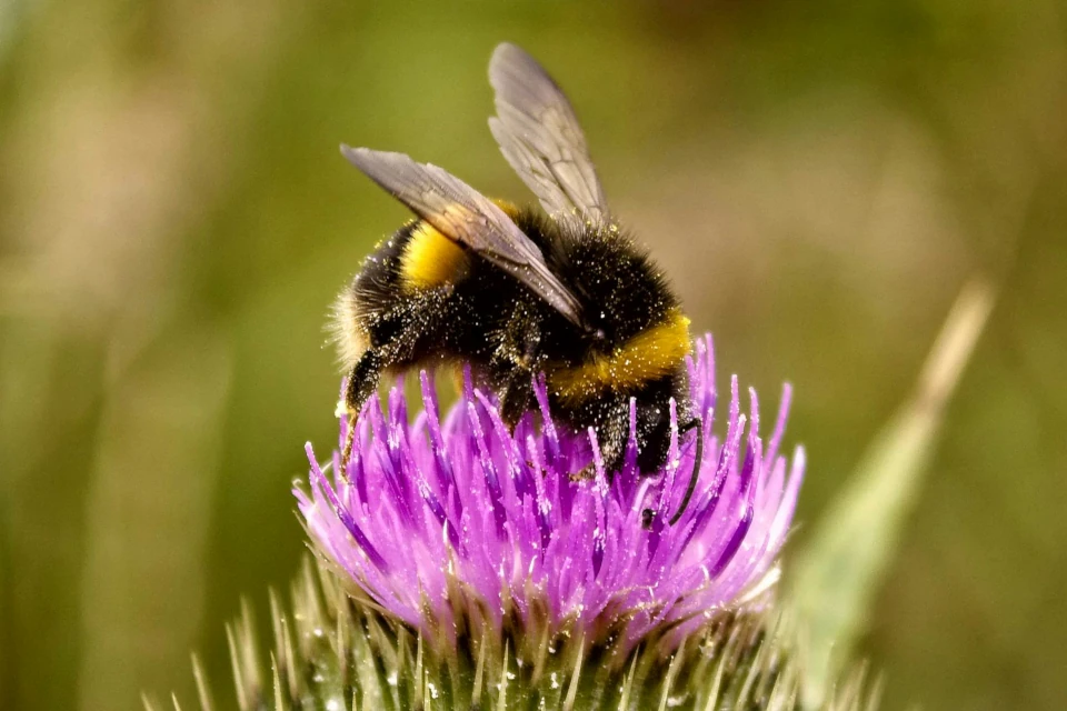 Macro photograph of a bumble bee